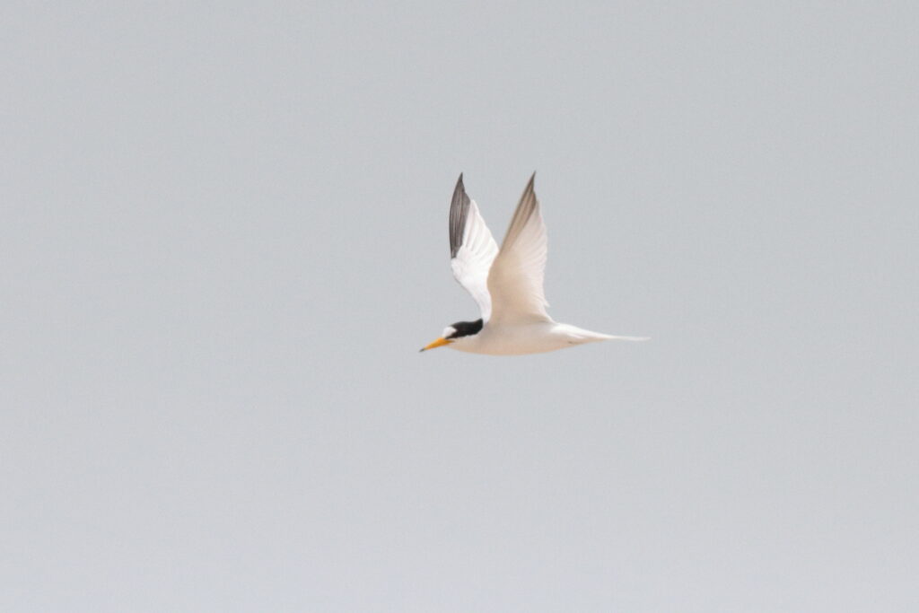 Saunders's Tern. Qatar, 31 March 2015 © Neil G. Morris.
