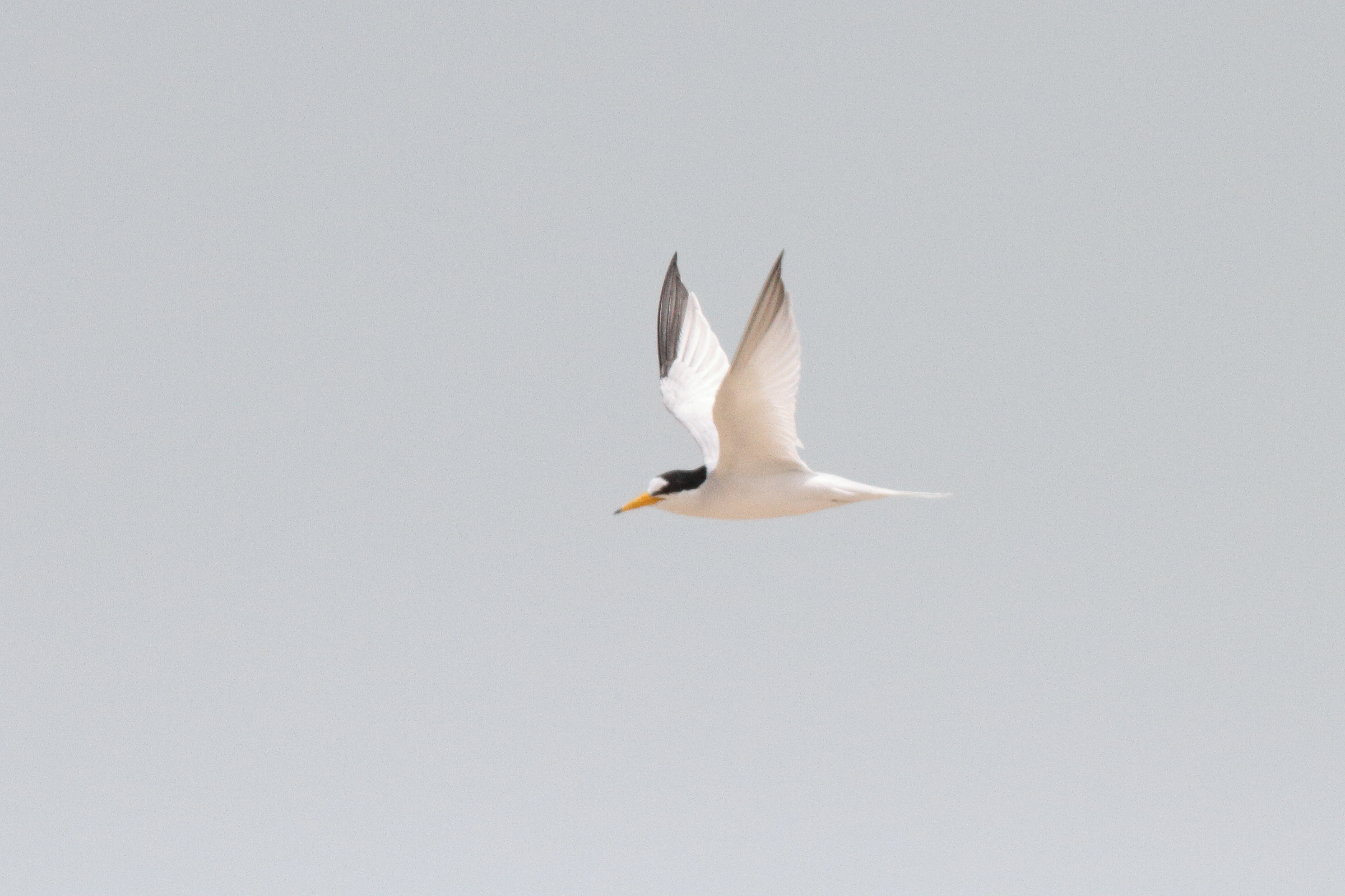 Saunders's Tern. Qatar, 31 March 2015 © Neil G. Morris.