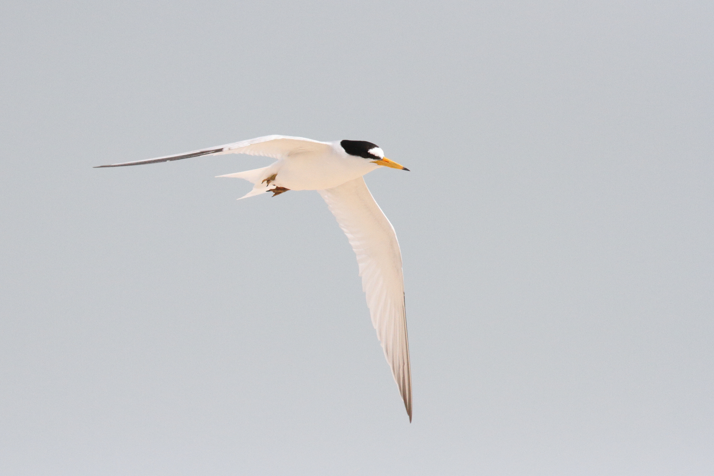 Presumed Saunders's Tern. Qatar, 31 March 2015 © Neil G. Morris.