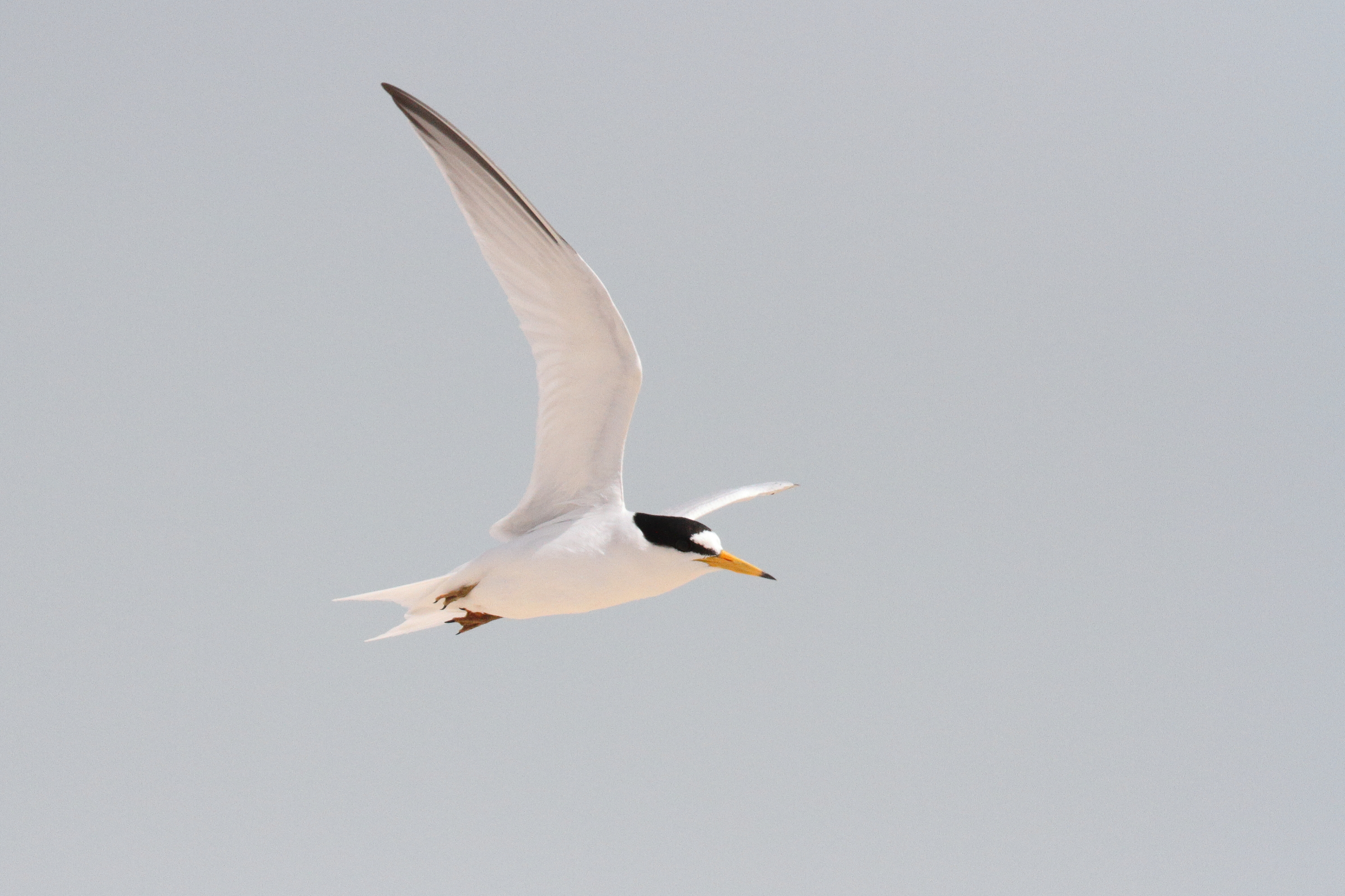 Presumed Saunders's Tern. Qatar, 31 March 2015 © Neil G. Morris.