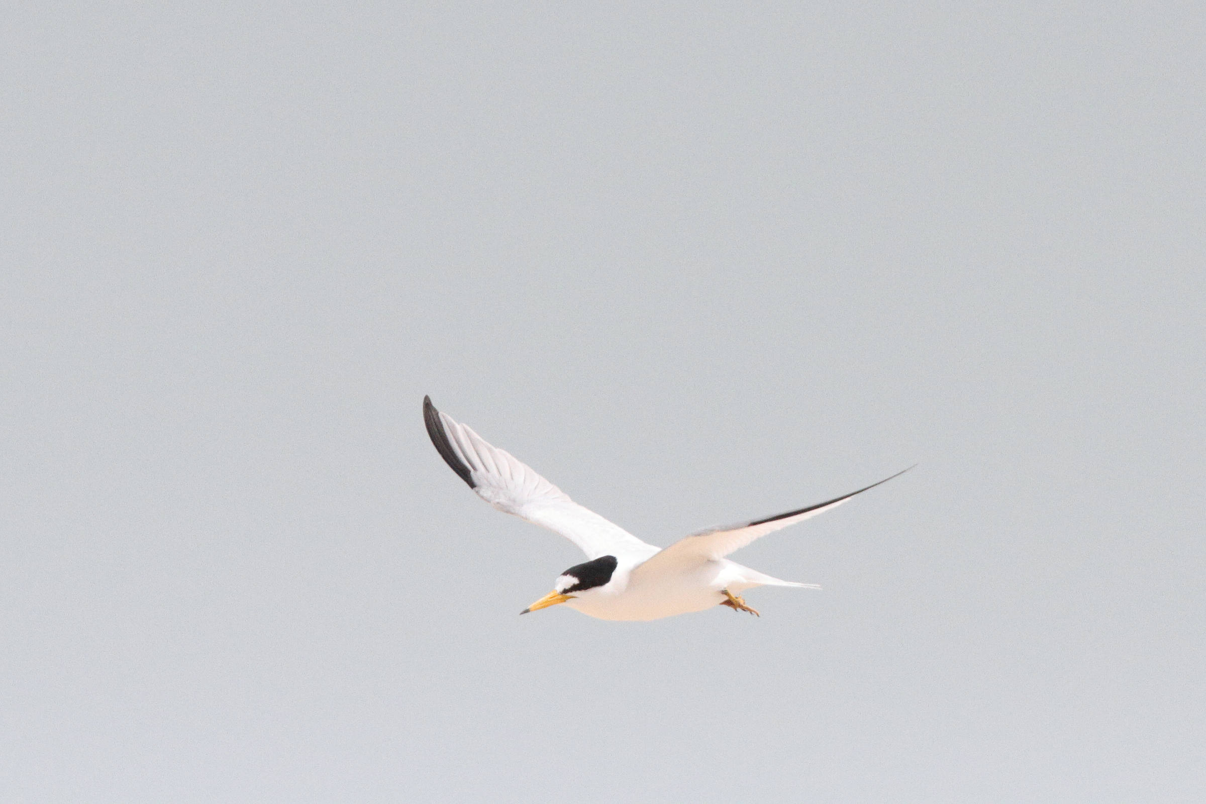 Presumed Saunders's Tern. Qatar, 31 March 2015 © Neil G. Morris.