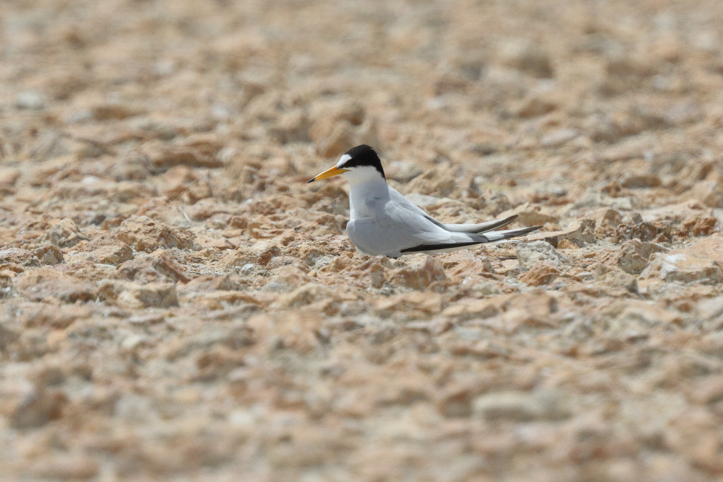 Presumed Saunders's Tern. Qatar, 31 March 2015 © Neil G. Morris.