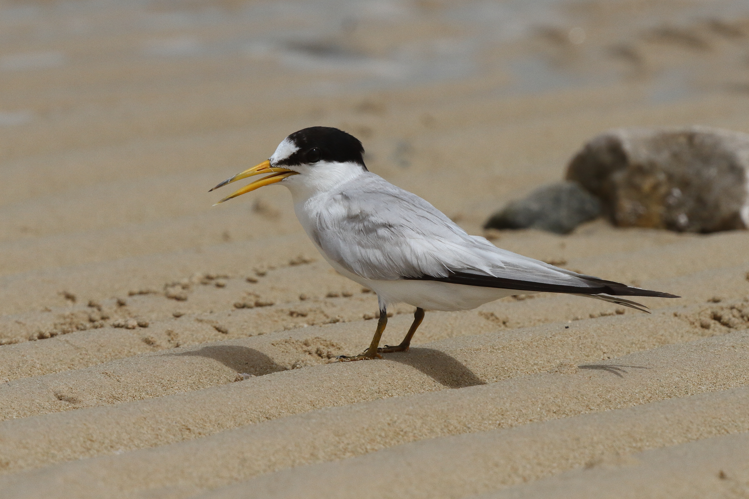 Saunders's Tern. Qatar, 02 June 2013 © Neil G. Morris.