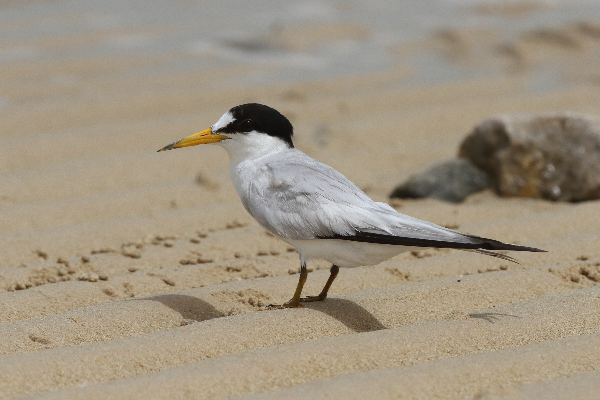 Saunders's Tern. Qatar, 02 June 2013 © Neil G. Morris.