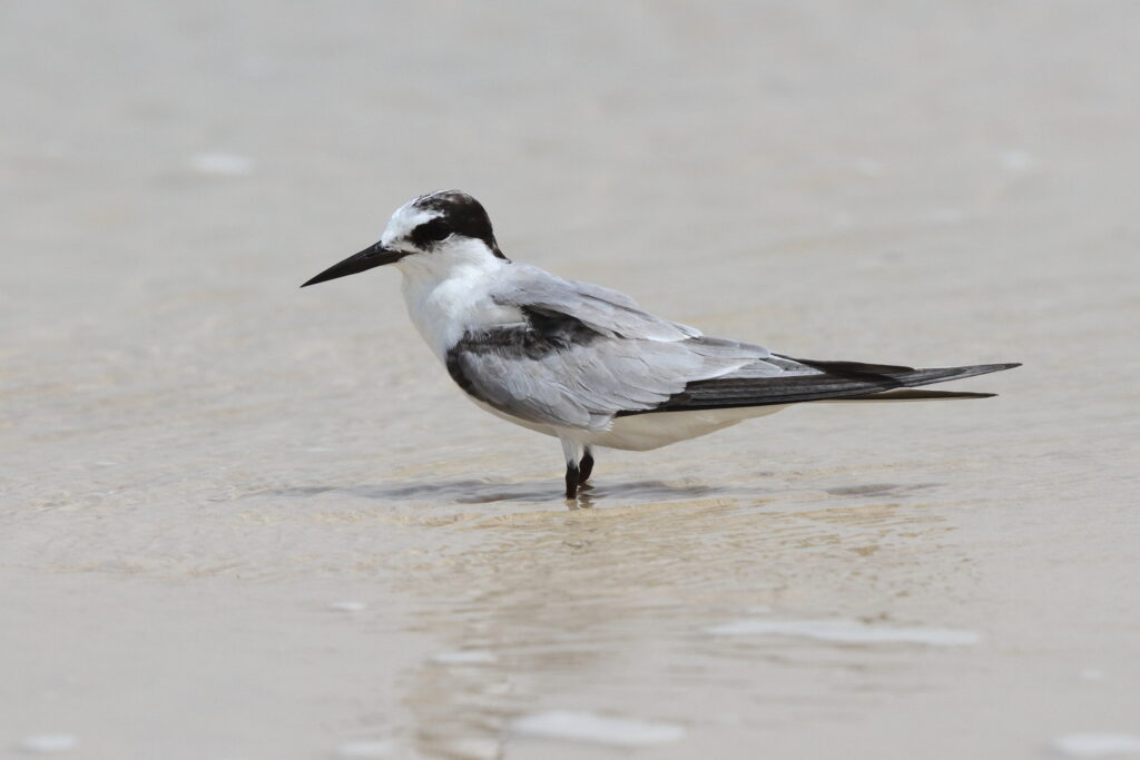 Saunders's Tern. Qatar, 04 June 2013 © Neil G. Morris.