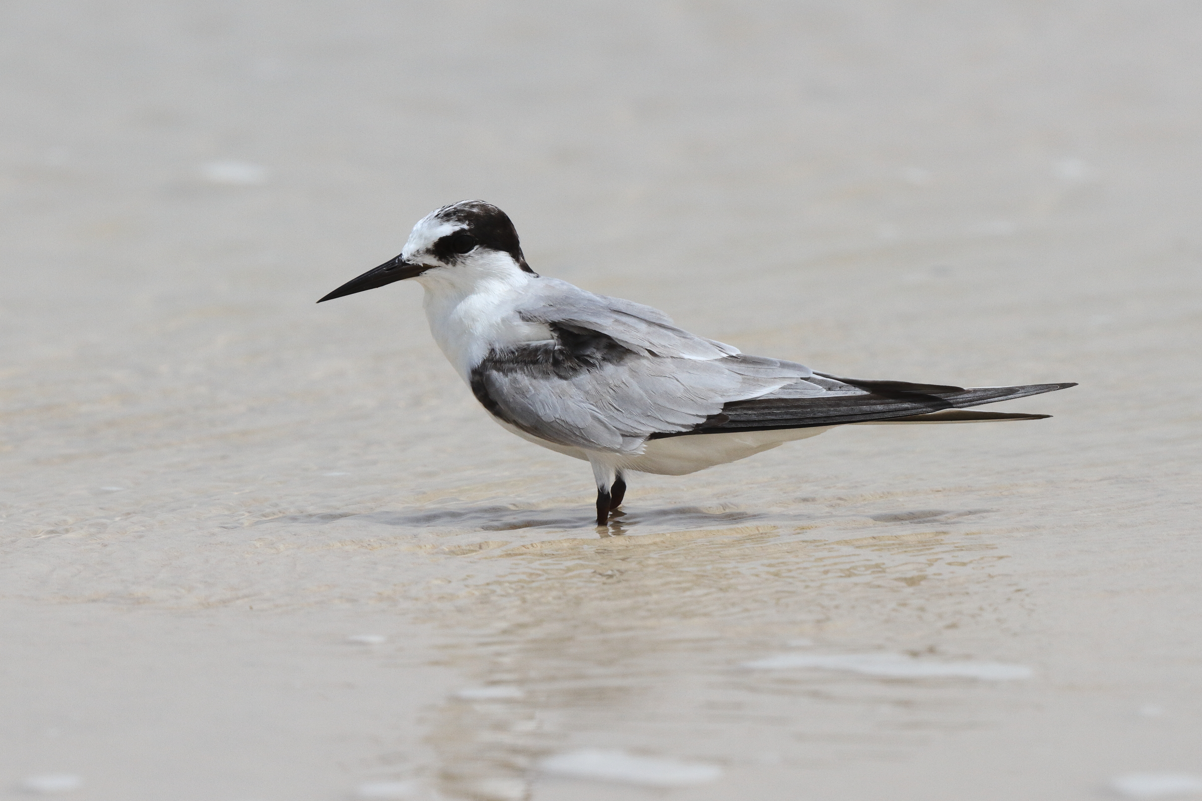 Saunders's Tern. Qatar, 04 June 2013 © Neil G. Morris.