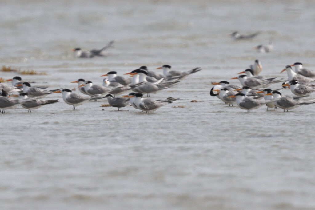 White-cheeked Tern. Qatar, 10 April 2013 © Neil G. Morris.