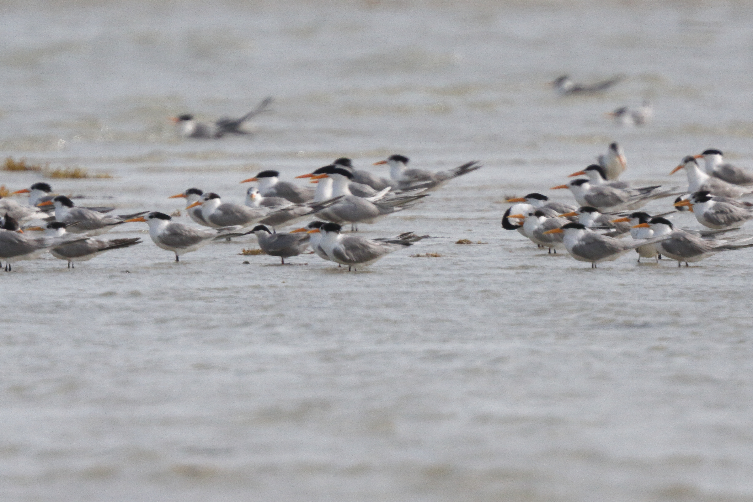 White-cheeked Tern. Qatar, 10 April 2013 © Neil G. Morris.