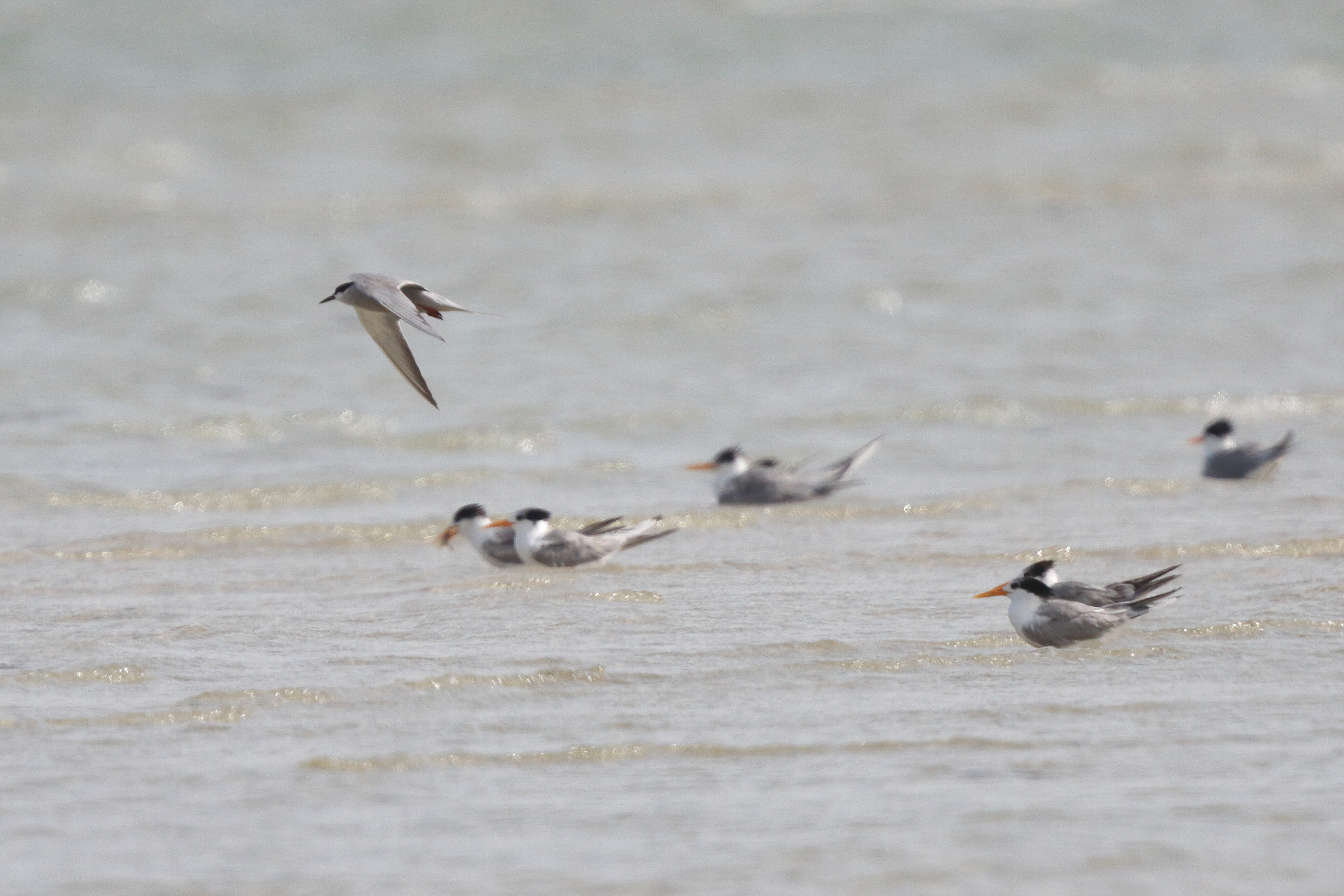 White-cheeked Tern. Qatar, 10 April 2013 © Neil G. Morris.