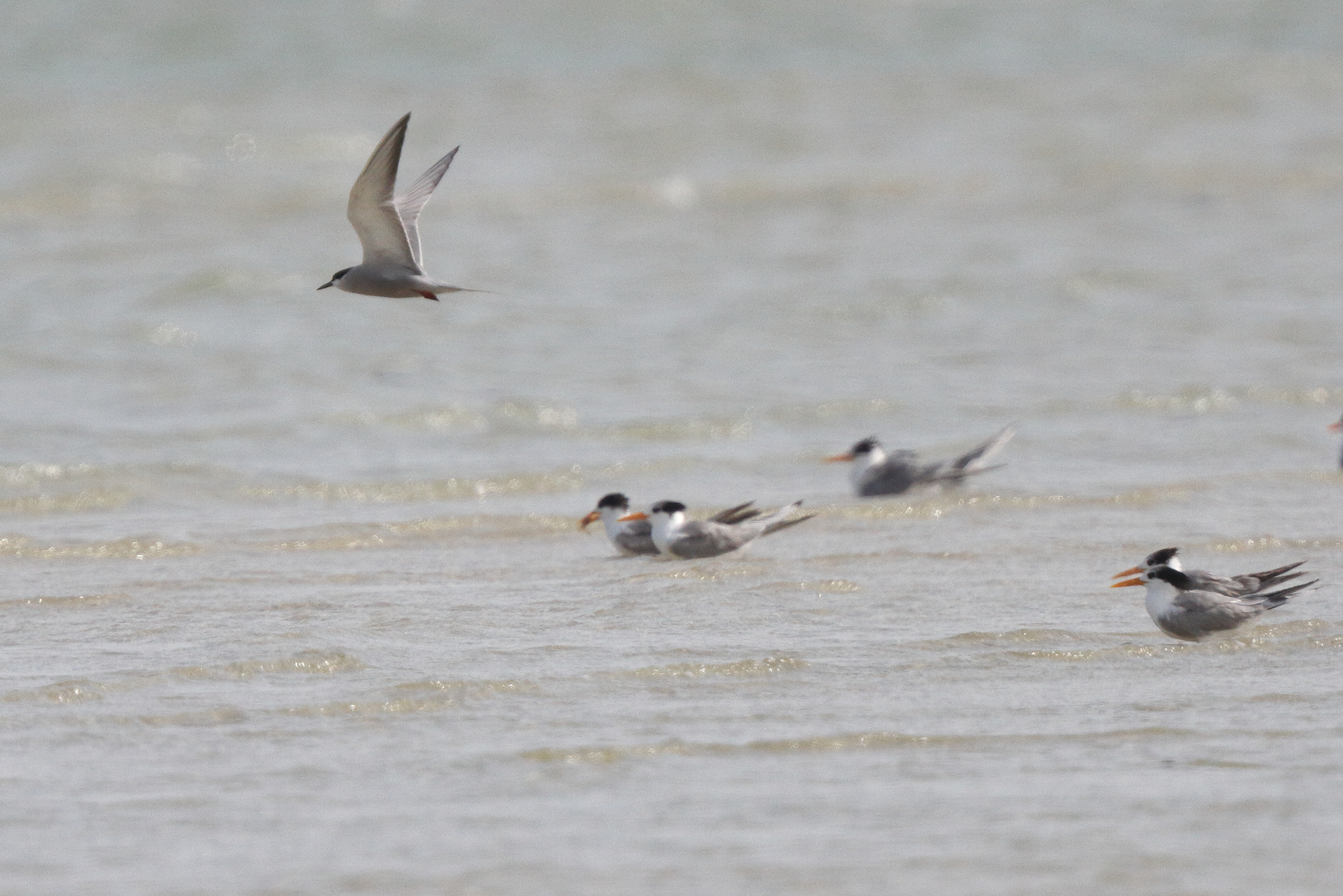 White-cheeked Tern. Qatar, 10 April 2013 © Neil G. Morris.