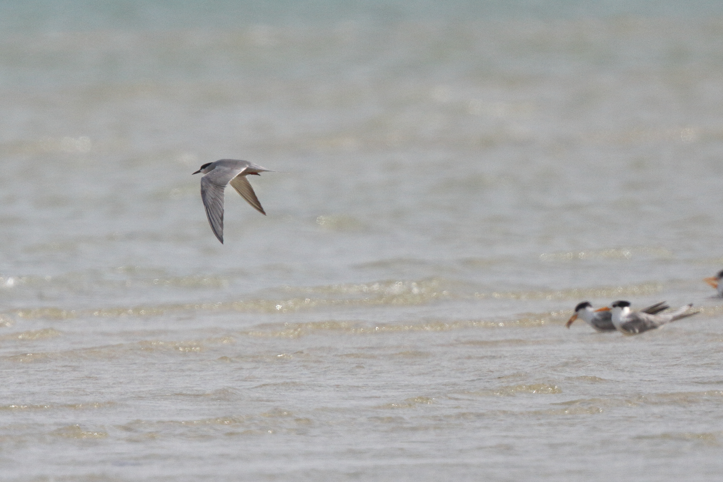 White-cheeked Tern. Qatar, 10 April 2013 © Neil G. Morris.