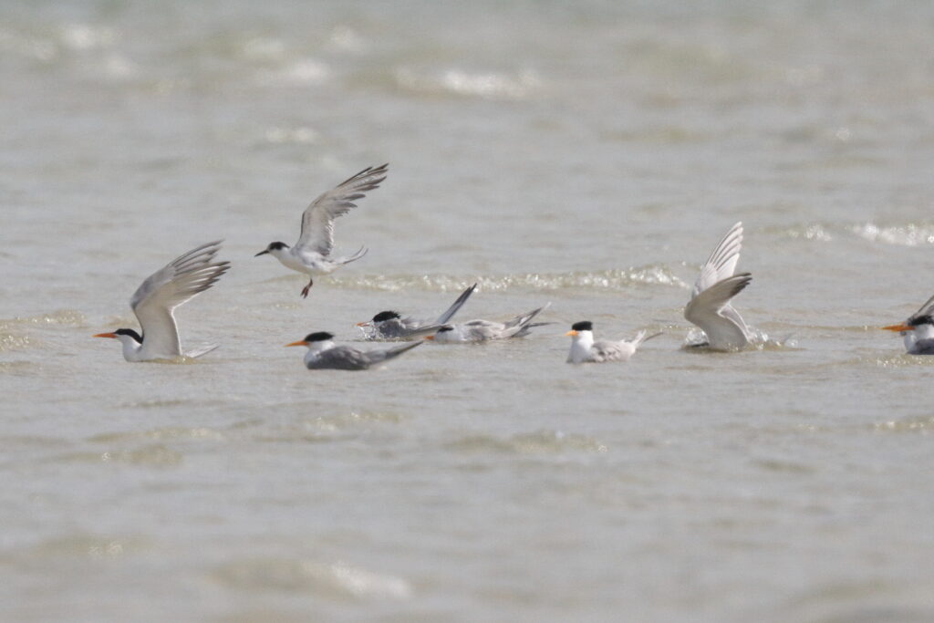 White-cheeked Tern. Qatar, 10 April 2013 © Neil G. Morris.