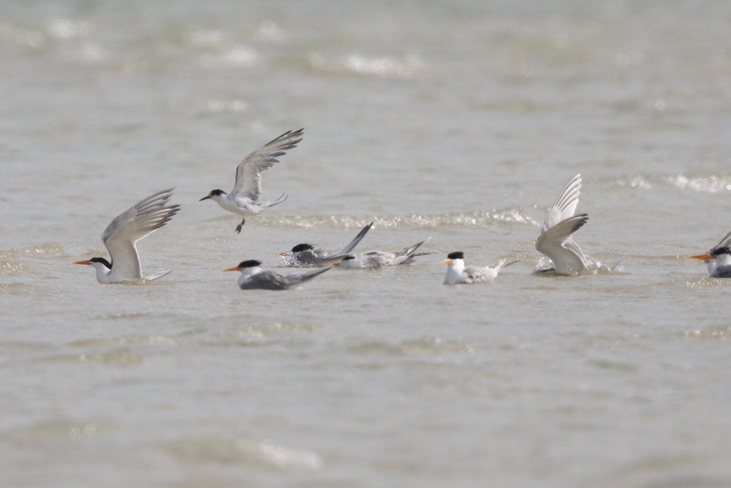 White-cheeked Tern. Qatar, 10 April 2013 © Neil G. Morris.