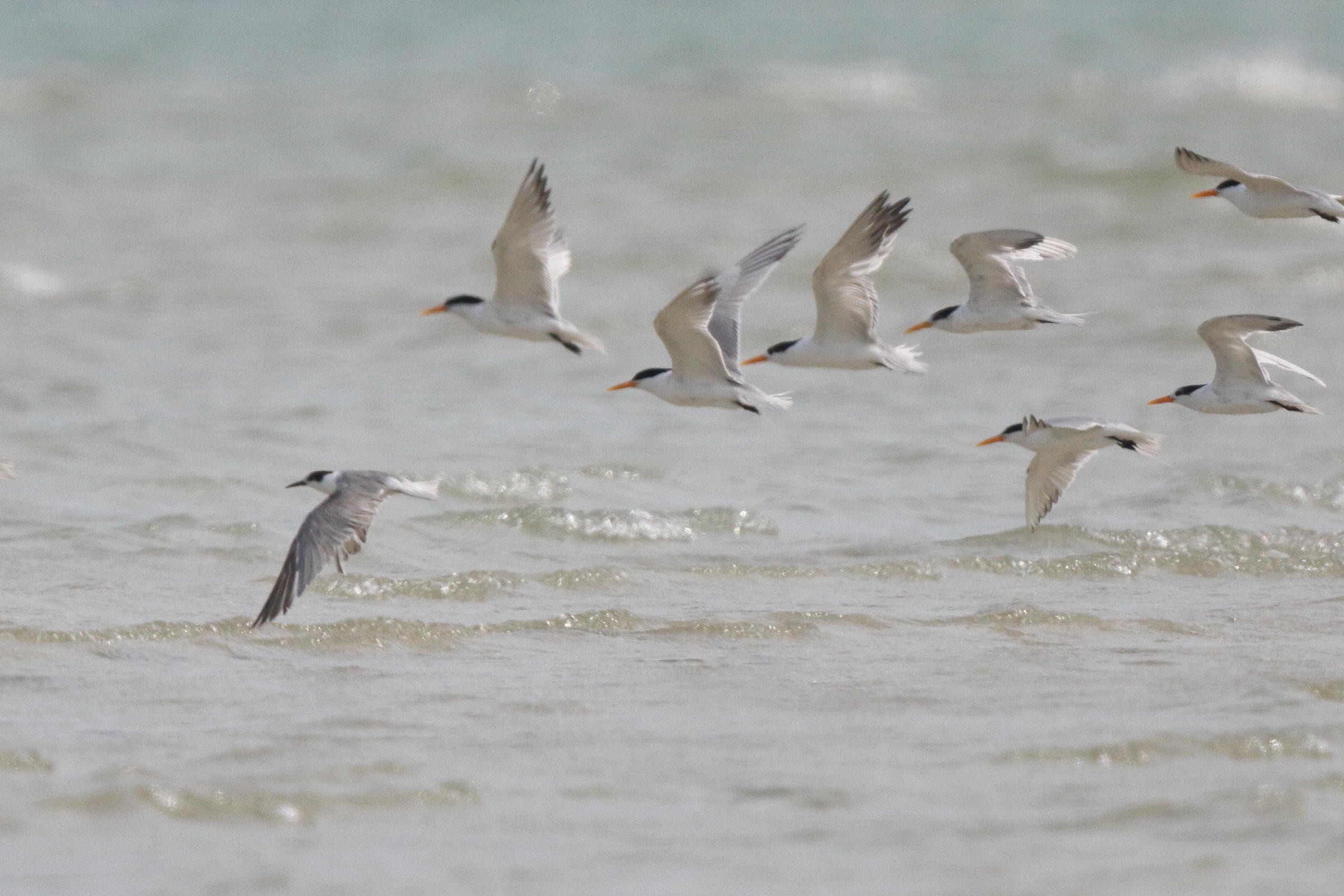 White-cheeked Tern. Qatar, 10 April 2013 © Neil G. Morris.