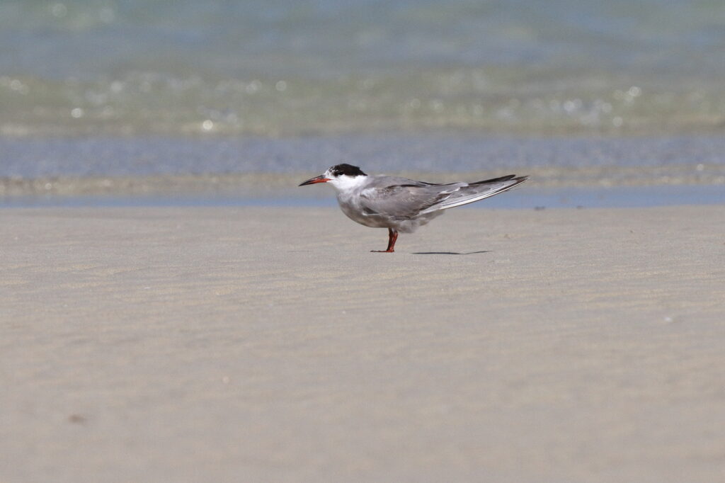 White-cheeked Tern. Qatar, 29 May 2013 © Neil G. Morris.