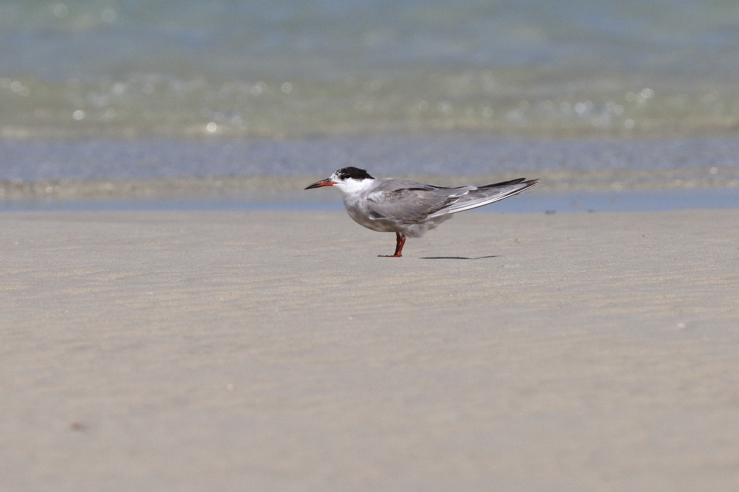 White-cheeked Tern. Qatar, 29 May 2013 © Neil G. Morris.