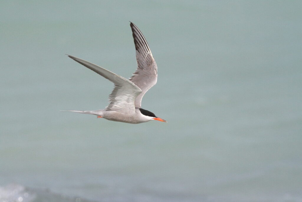 White-cheeked Tern. Qatar, 07 June 2013 © Neil G. Morris.