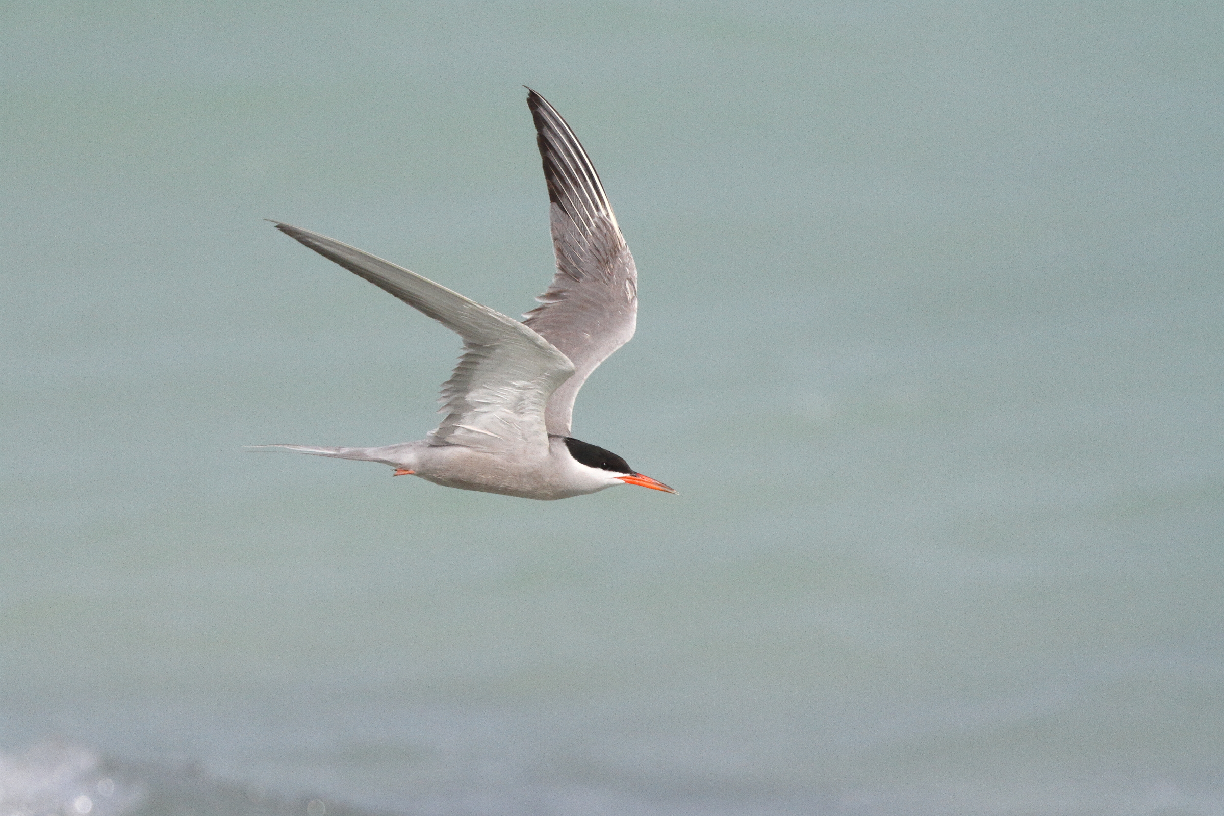 White-cheeked Tern. Qatar, 07 June 2013 © Neil G. Morris.
