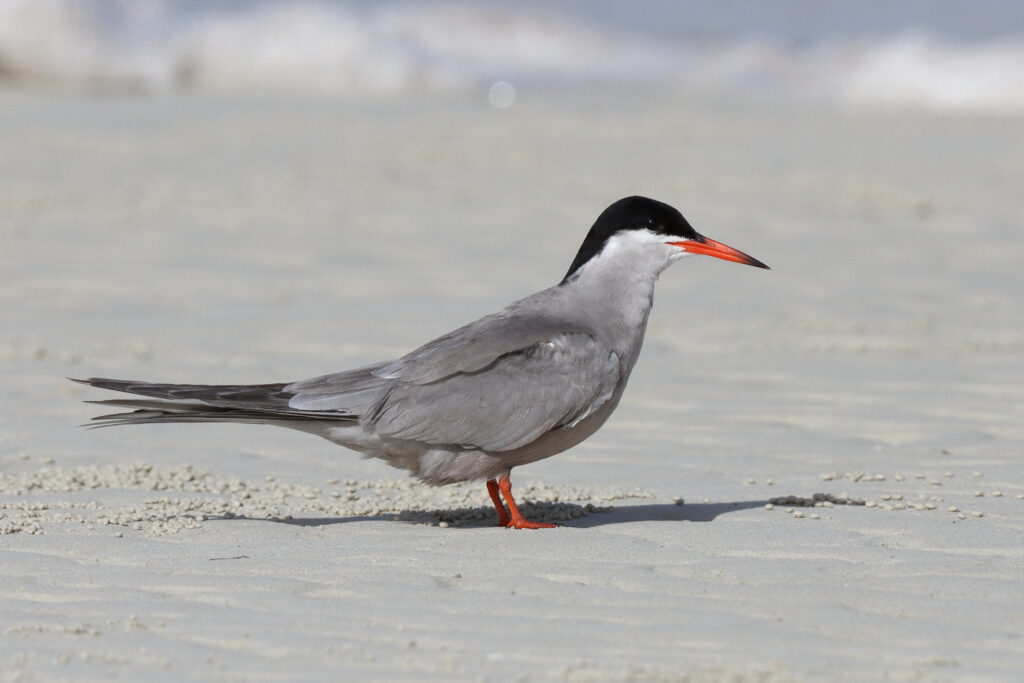 White-cheeked Tern. Qatar, 07 June 2013 © Neil G. Morris.