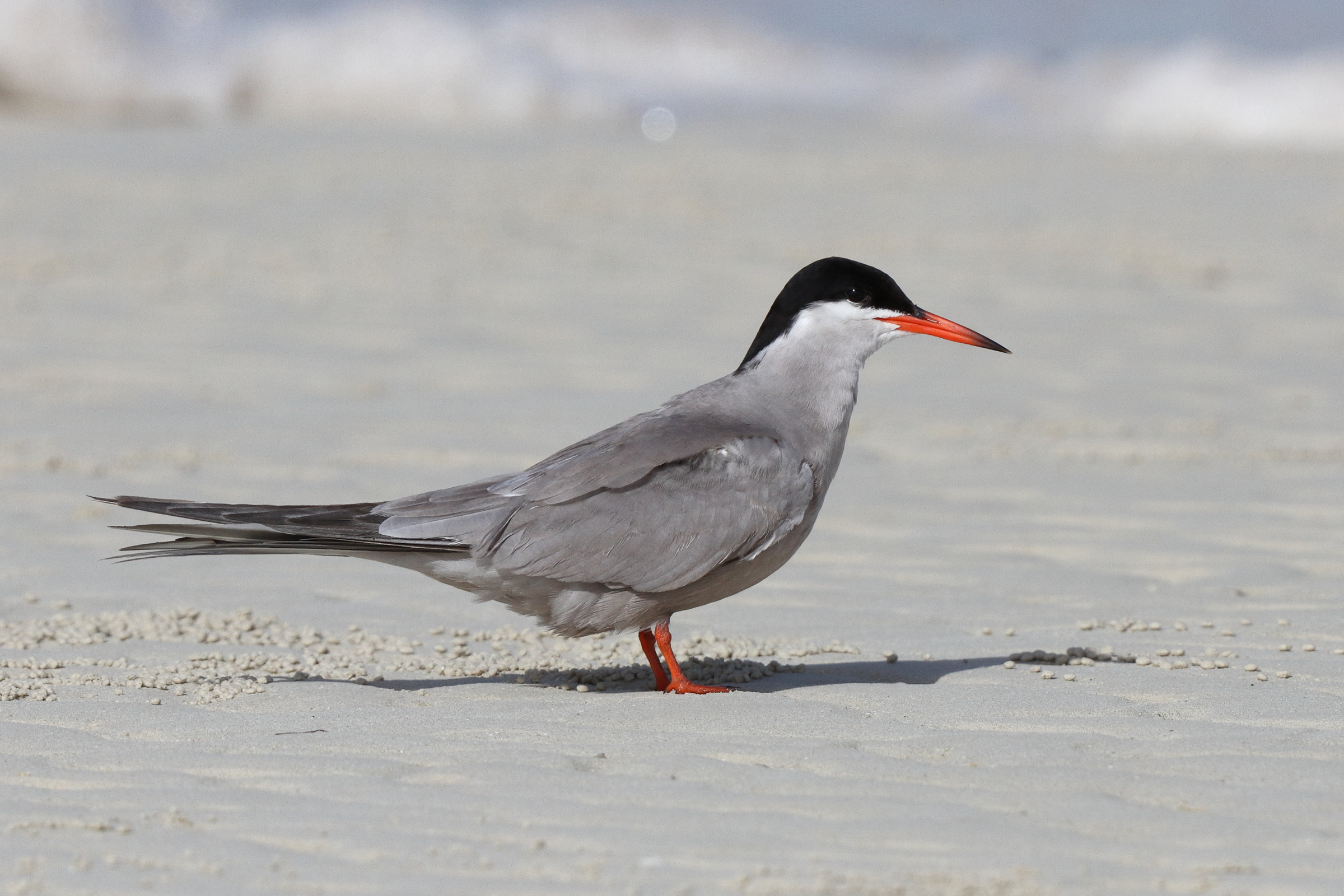 White-cheeked Tern. Qatar, 07 June 2013 © Neil G. Morris.