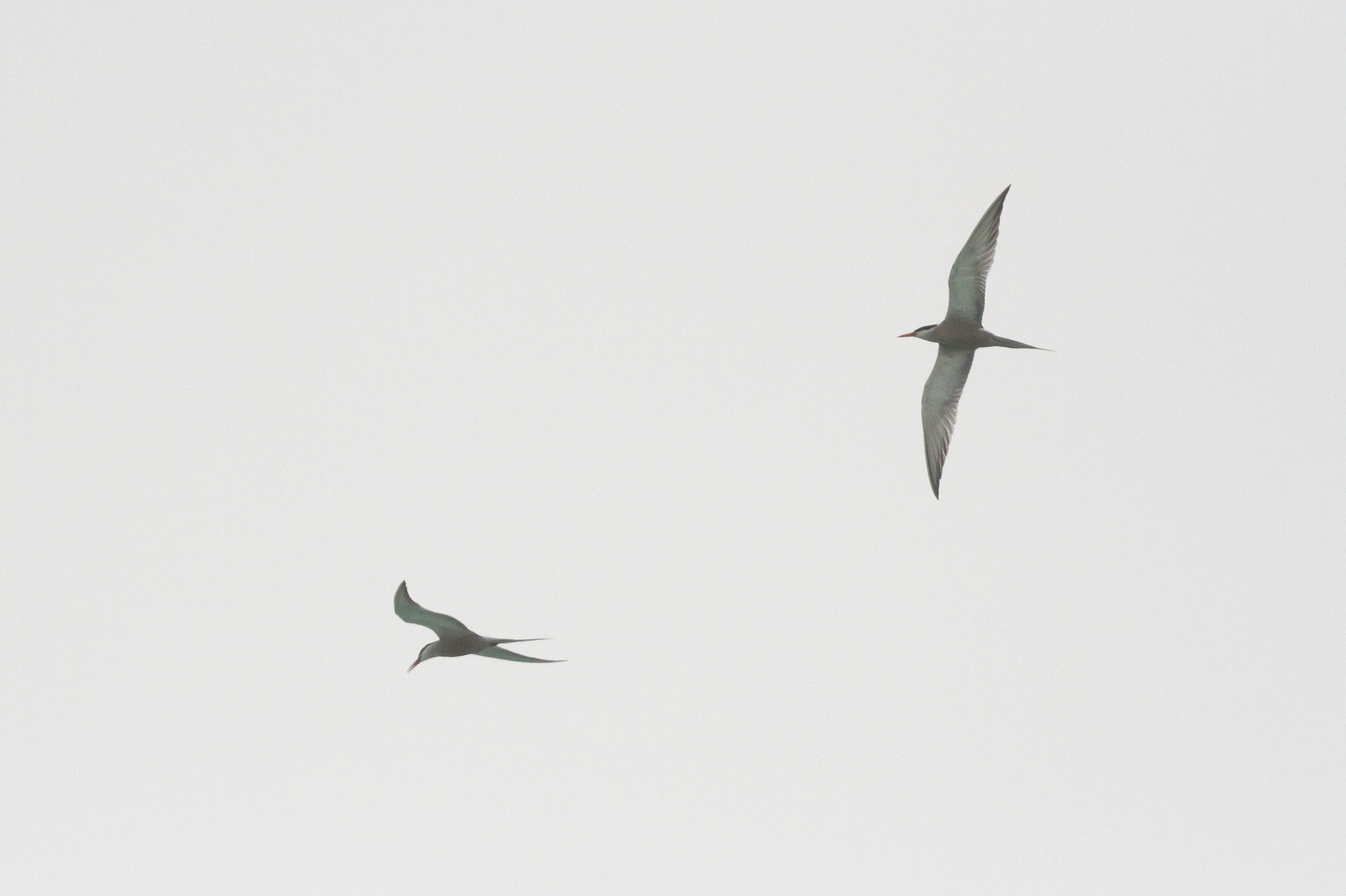 White-cheeked Tern. Qatar, 11 May 2014 © Neil G. Morris.