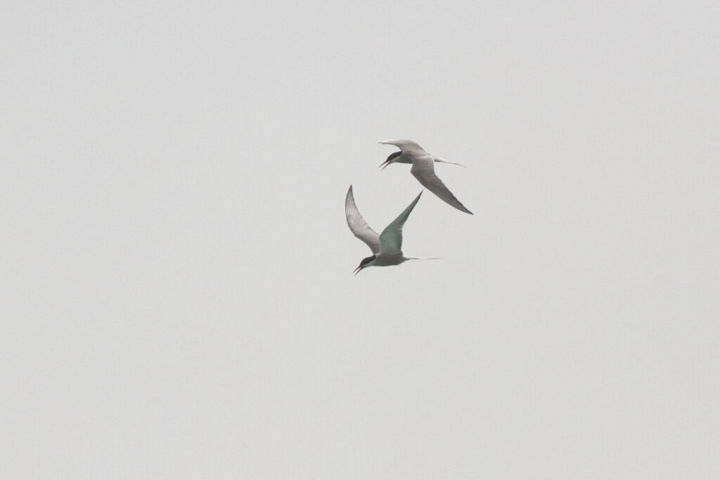 White-cheeked Tern. Qatar, 11 May 2014 © Neil G. Morris.