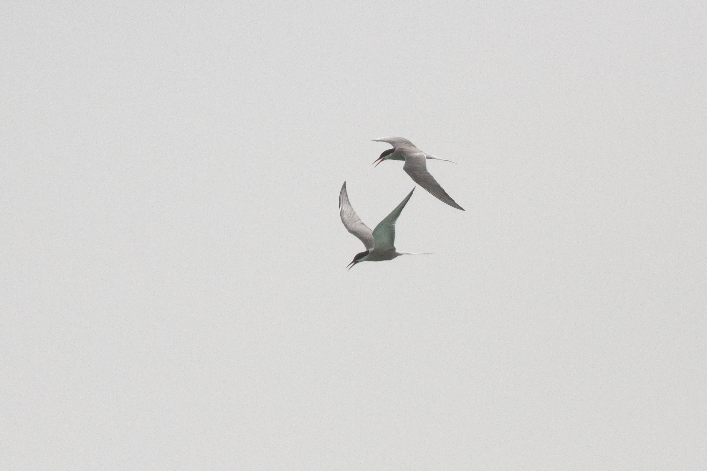 White-cheeked Tern. Qatar, 11 May 2014 © Neil G. Morris.