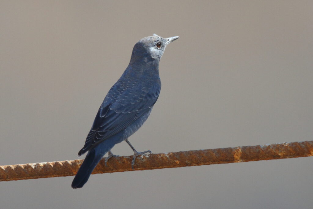 Blue Rock Thrush. Qatar, 12 October 2012 © Neil G. Morris.