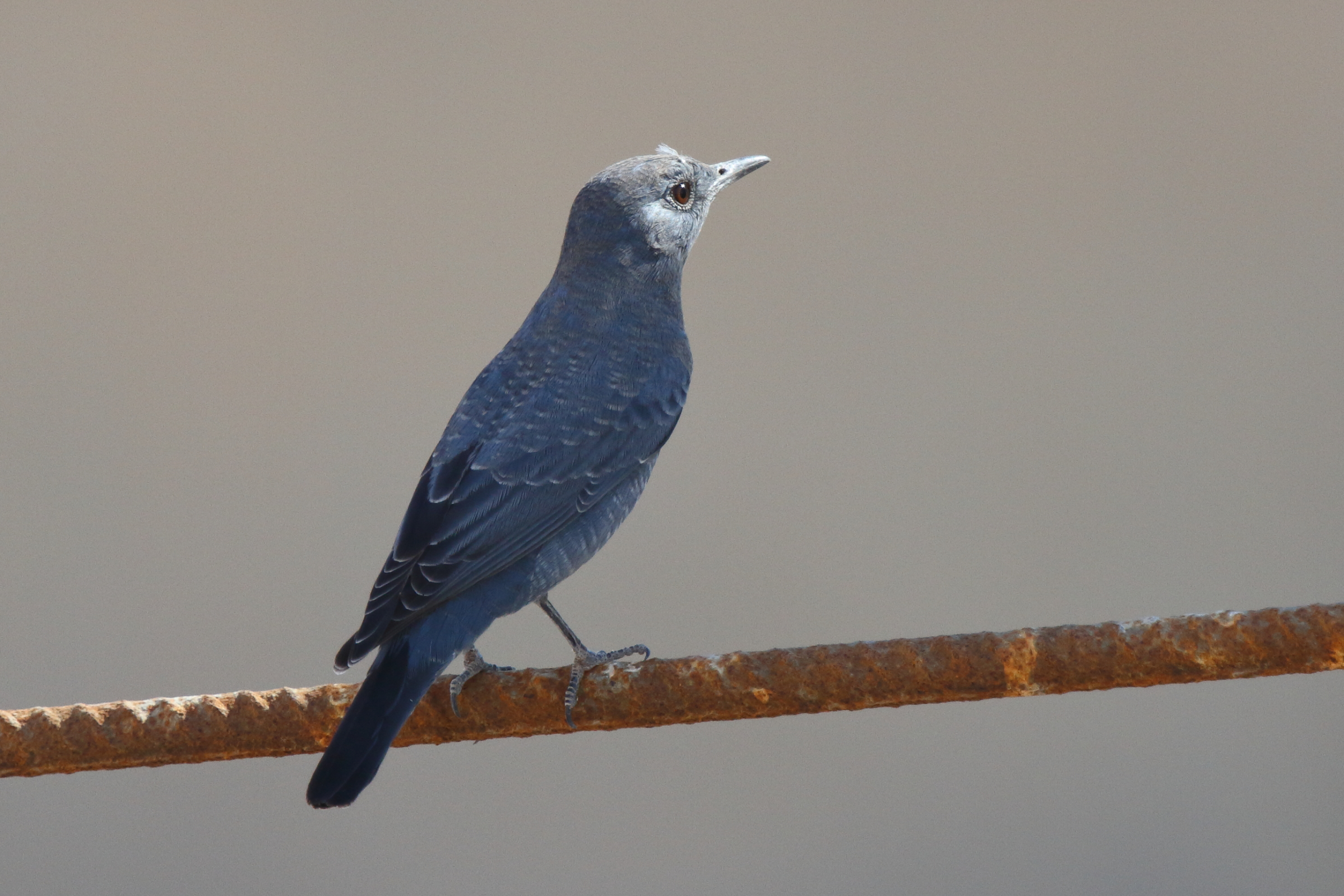 Blue Rock Thrush. Qatar, 12 October 2012 © Neil G. Morris.