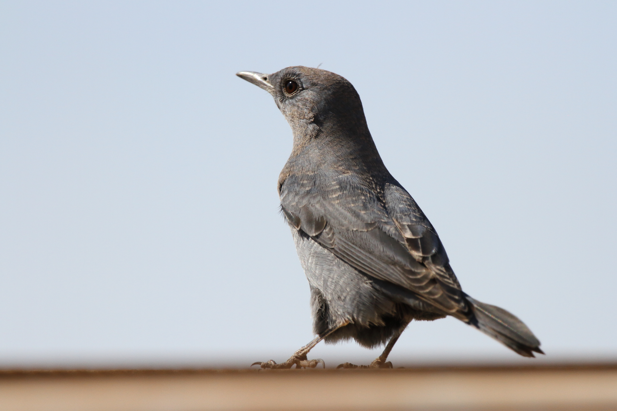 Blue Rock Thrush. Qatar, 12 October 2012 © Neil G. Morris.