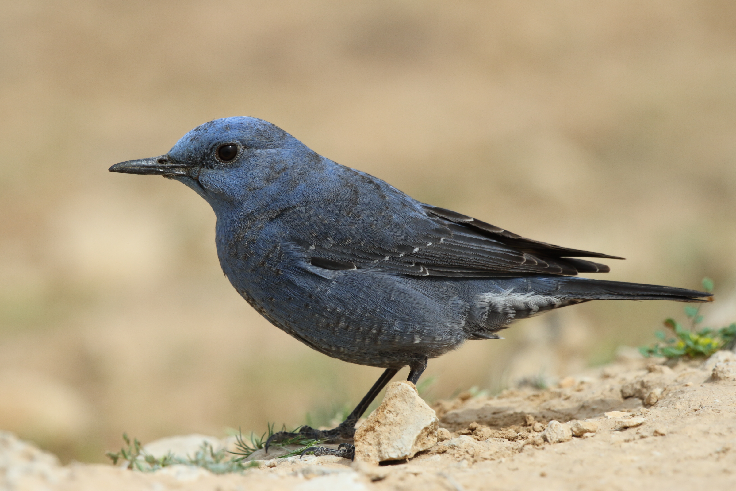 Blue Rock Thrush. Qatar, 18 February 2013 © Neil G. Morris.
