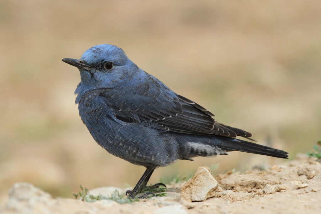 Blue Rock Thrush. Qatar, 18 February 2013 © Neil G. Morris.