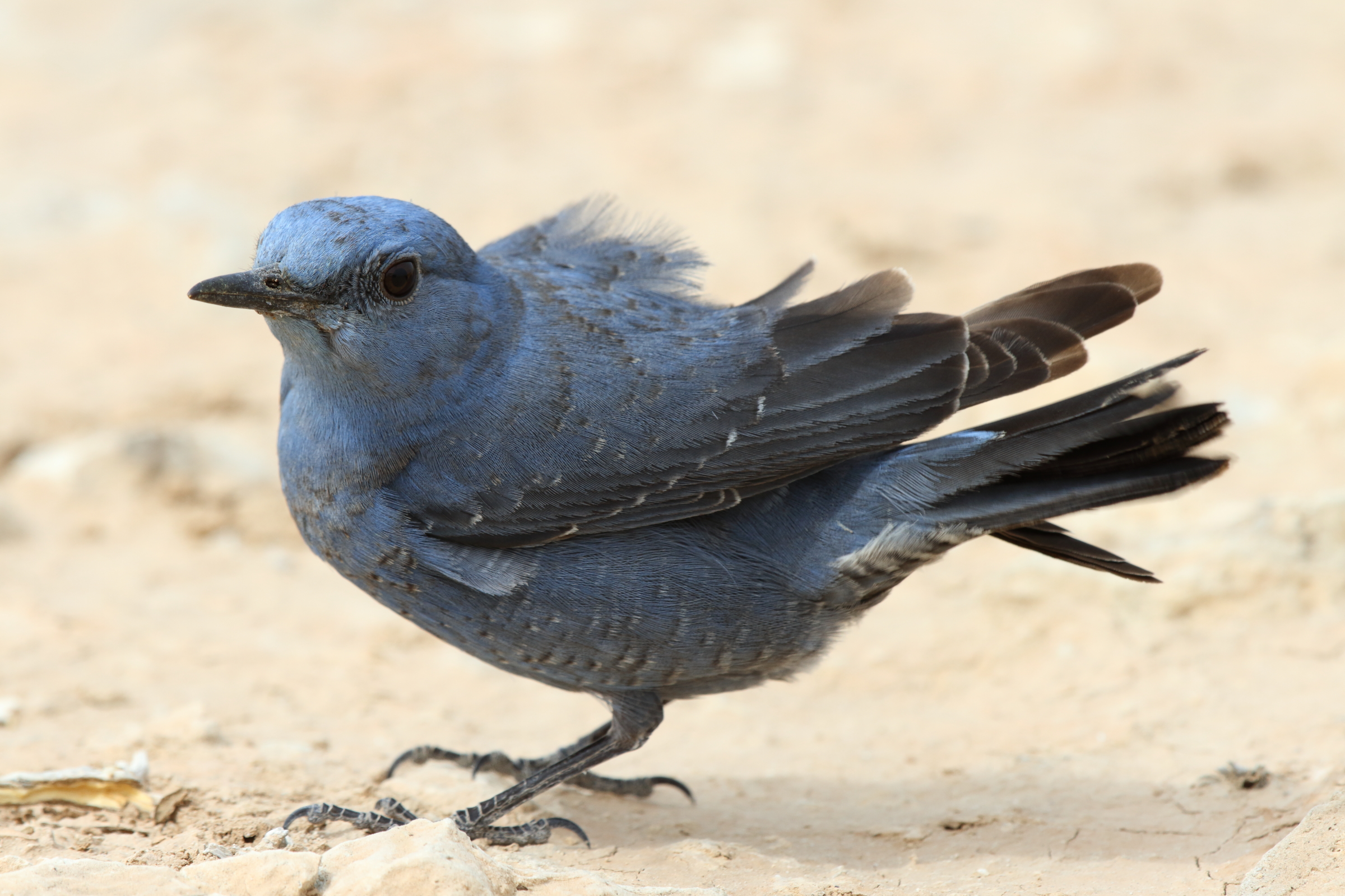 Blue Rock Thrush. Qatar, 18 February 2013 © Neil G. Morris.