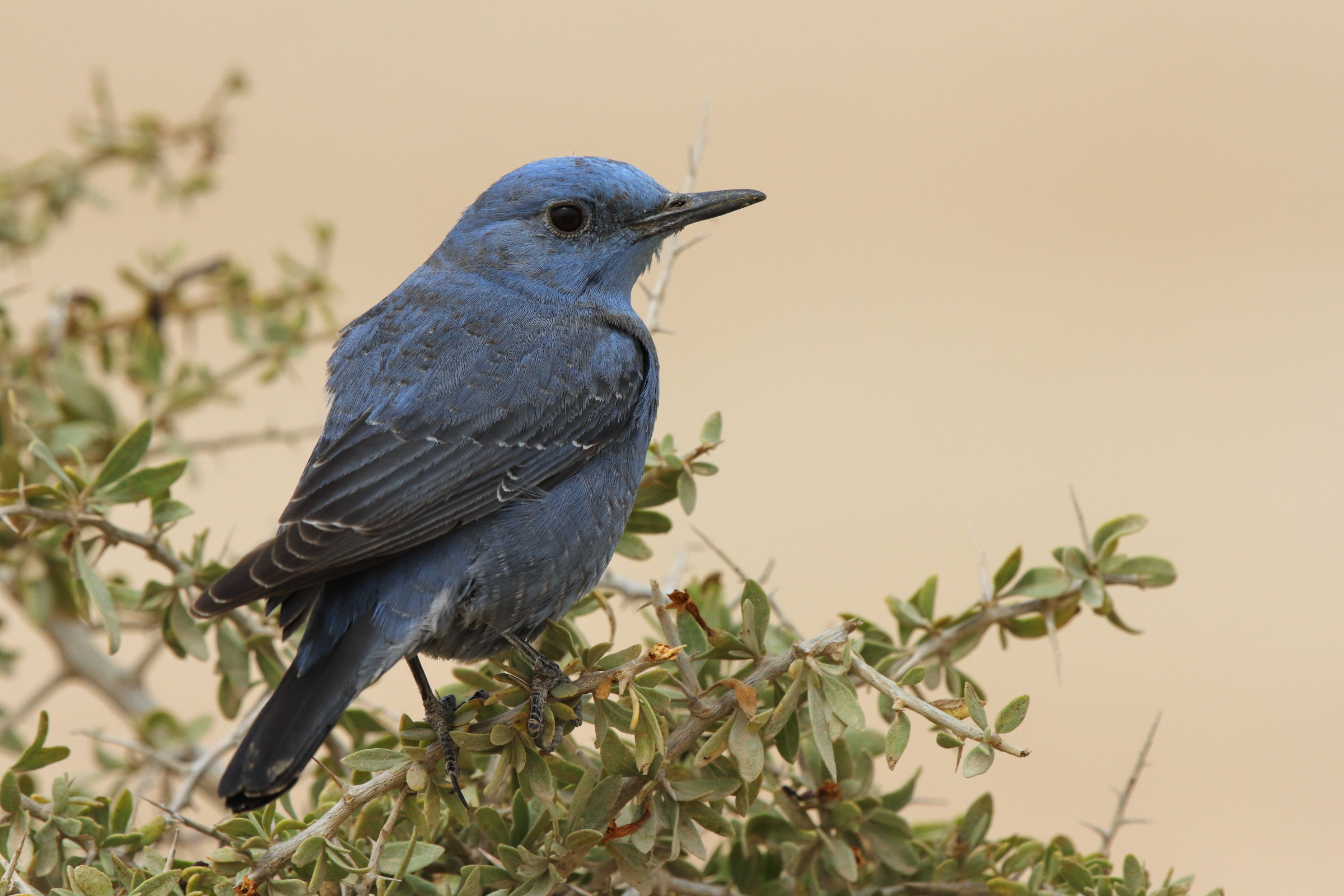 Blue Rock Thrush. Qatar, 18 February 2013 © Neil G. Morris.