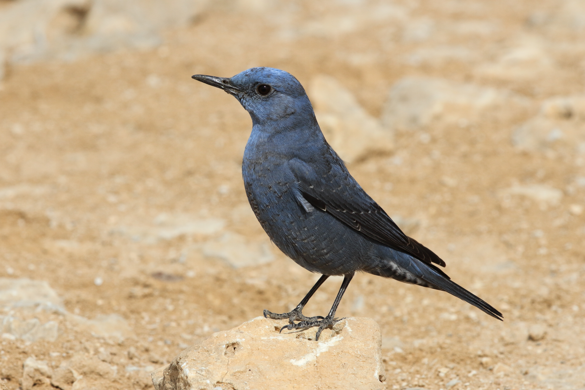 Blue Rock Thrush. Qatar, 18 February 2013 © Neil G. Morris.