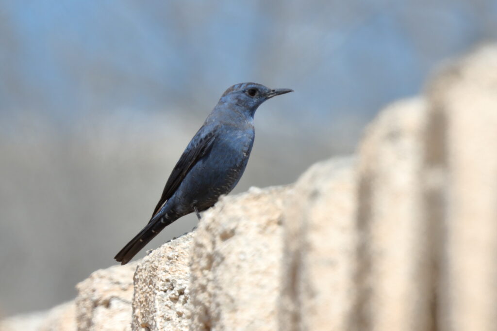 Blue Rock Thrush. Qatar, 03 March 2016 © Neil G. Morris.