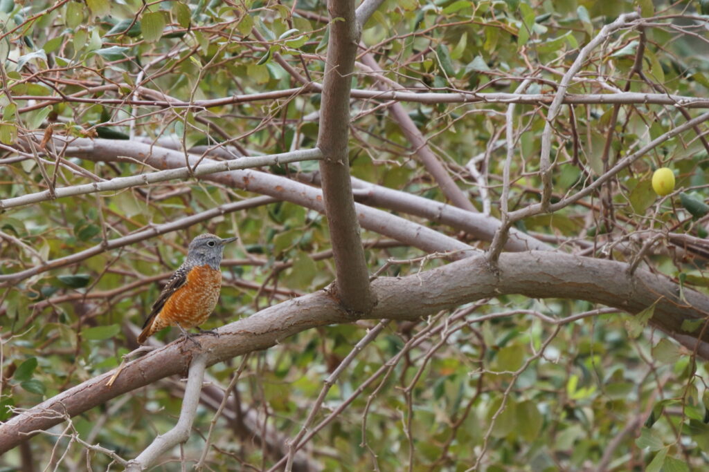 Rufous-tailed Rock Thrush. Qatar, 18 February 2013 © Neil G. Morris.