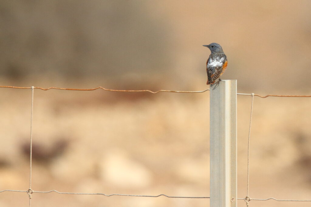 Rufous-tailed Rock Thrush. Qatar, 20 February 2013 © Neil G. Morris.