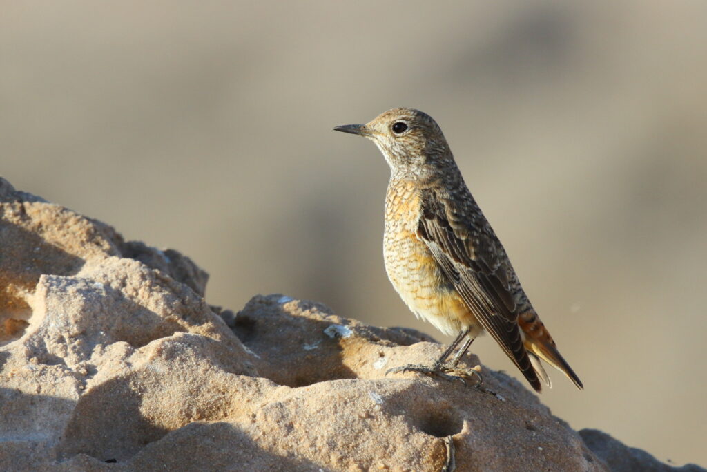 Rufous-tailed Rock Thrush. Qatar, 20 February 2013 © Neil G. Morris.