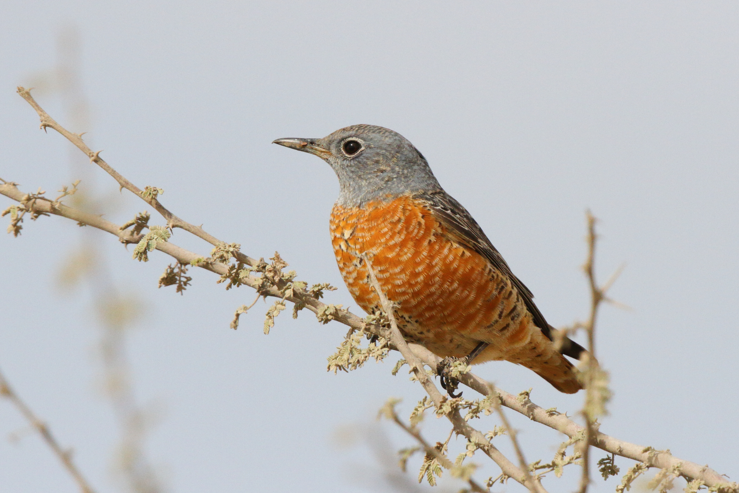 Rufous-tailed Rock Thrush. Qatar, 03 March 2013 © Neil G. Morris.