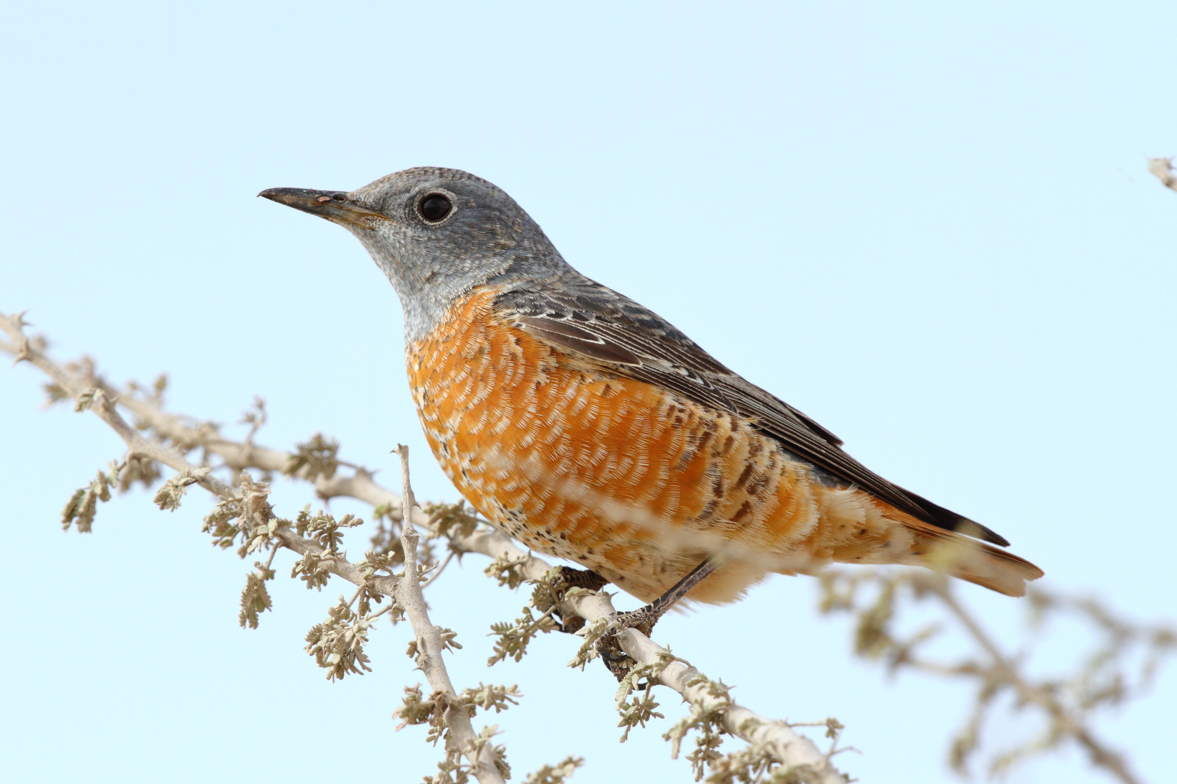 Rufous-tailed Rock Thrush. Qatar, 03 March 2013 © Neil G. Morris.