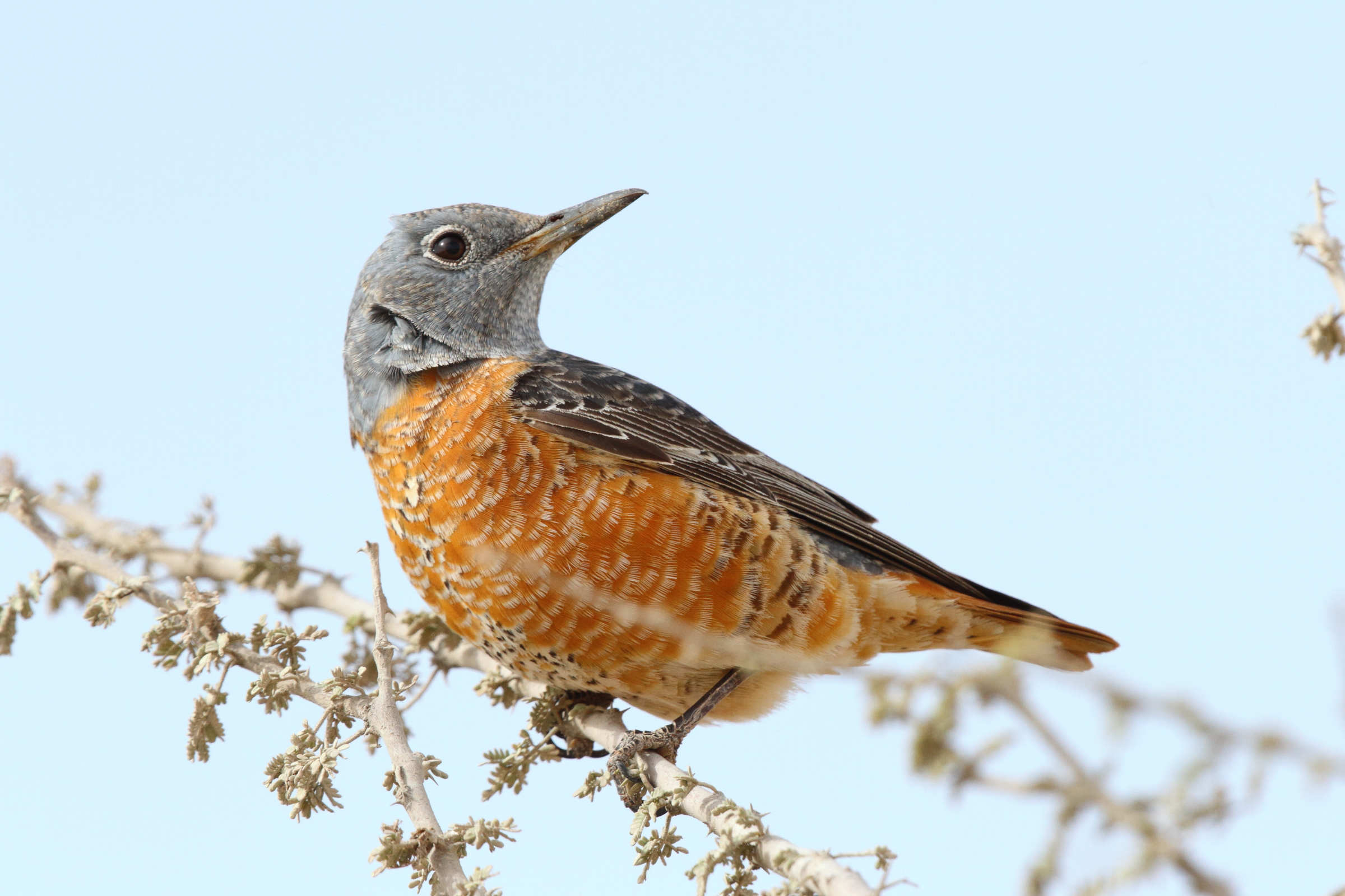 Rufous-tailed Rock Thrush. Qatar, 03 March 2013 © Neil G. Morris.
