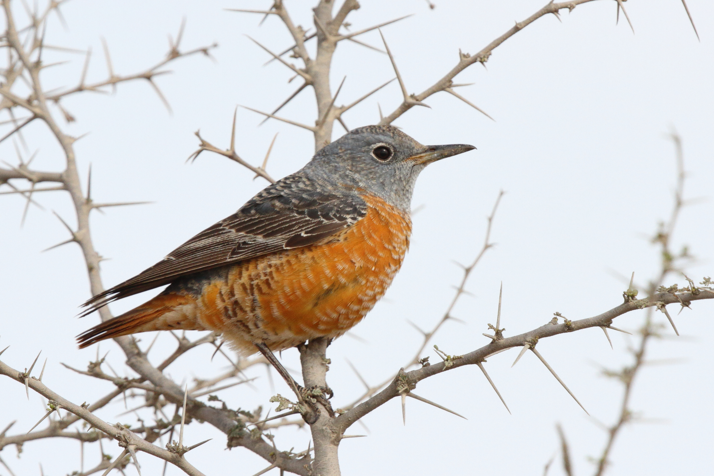 Rufous-tailed Rock Thrush. Qatar, 03 March 2013 © Neil G. Morris.