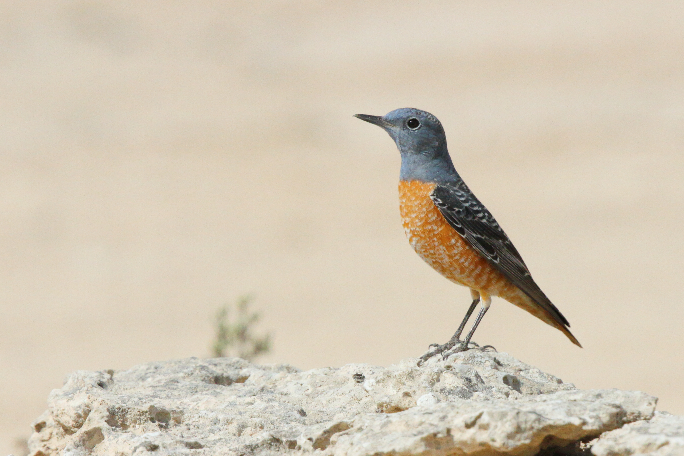 Rufous-tailed Rock Thrush. Qatar, 03 March 2013 © Neil G. Morris.