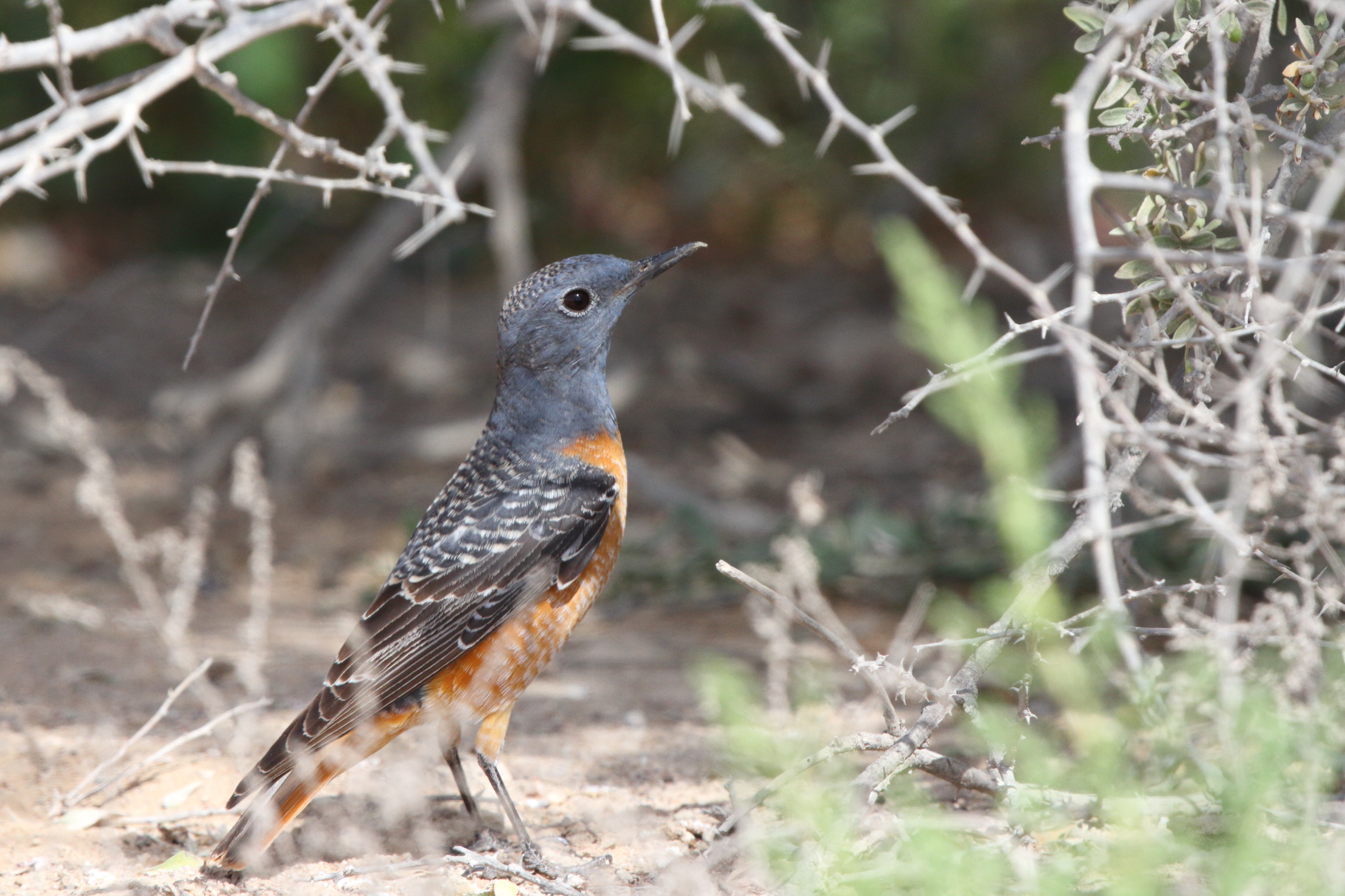 Rufous-tailed Rock Thrush. Qatar, 03 March 2013 © Neil G. Morris.