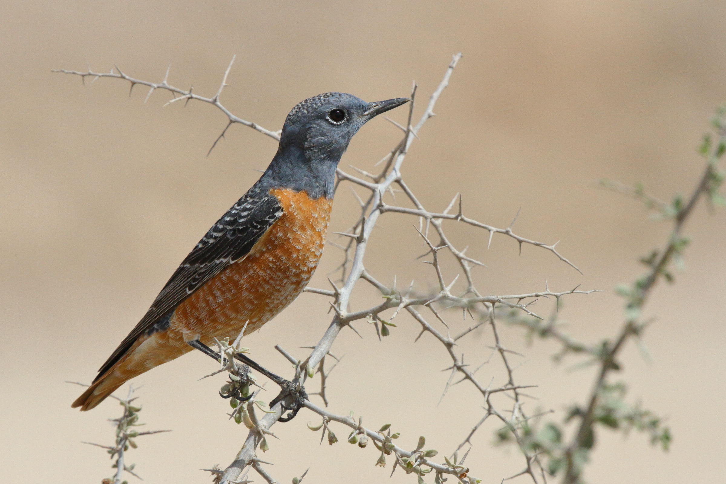 Rufous-tailed Rock Thrush. Qatar, 03 March 2013 © Neil G. Morris.