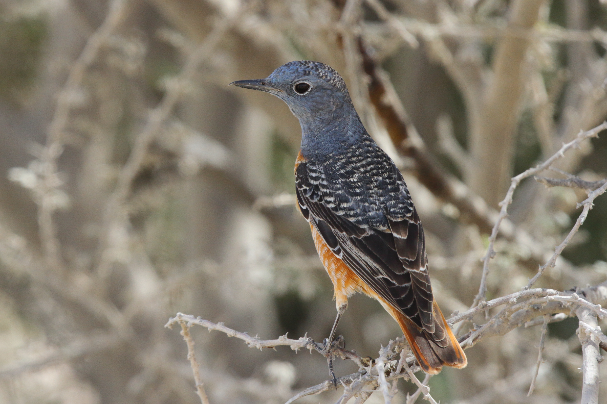 Rufous-tailed Rock Thrush. Qatar, 03 March 2013 © Neil G. Morris.