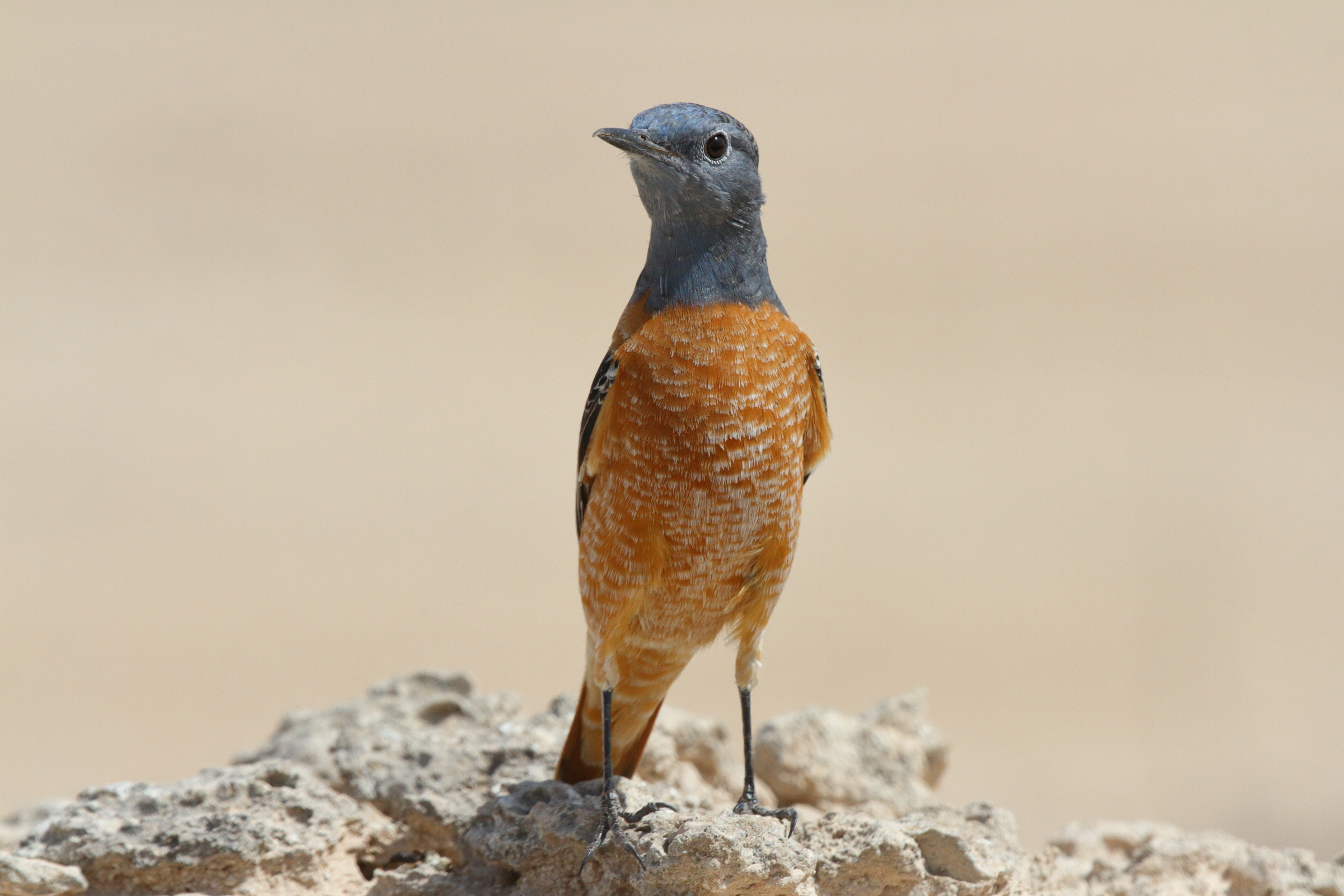 Rufous-tailed Rock Thrush. Qatar, 03 March 2013 © Neil G. Morris.