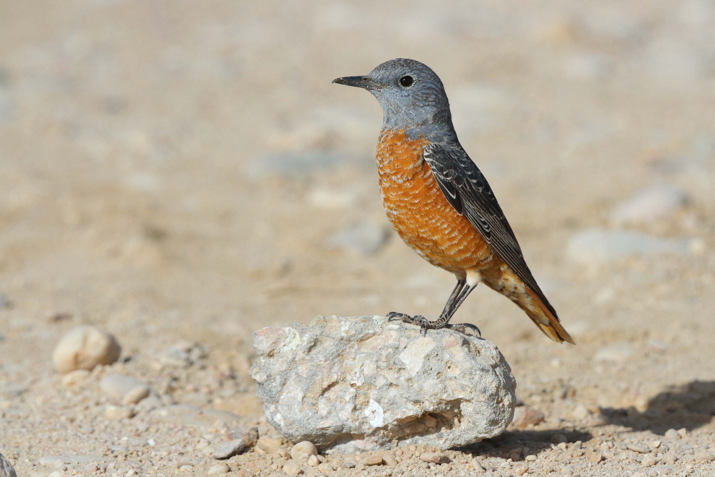 Rufous-tailed Rock Thrush. Qatar, 17 March 2013 © Neil G. Morris.