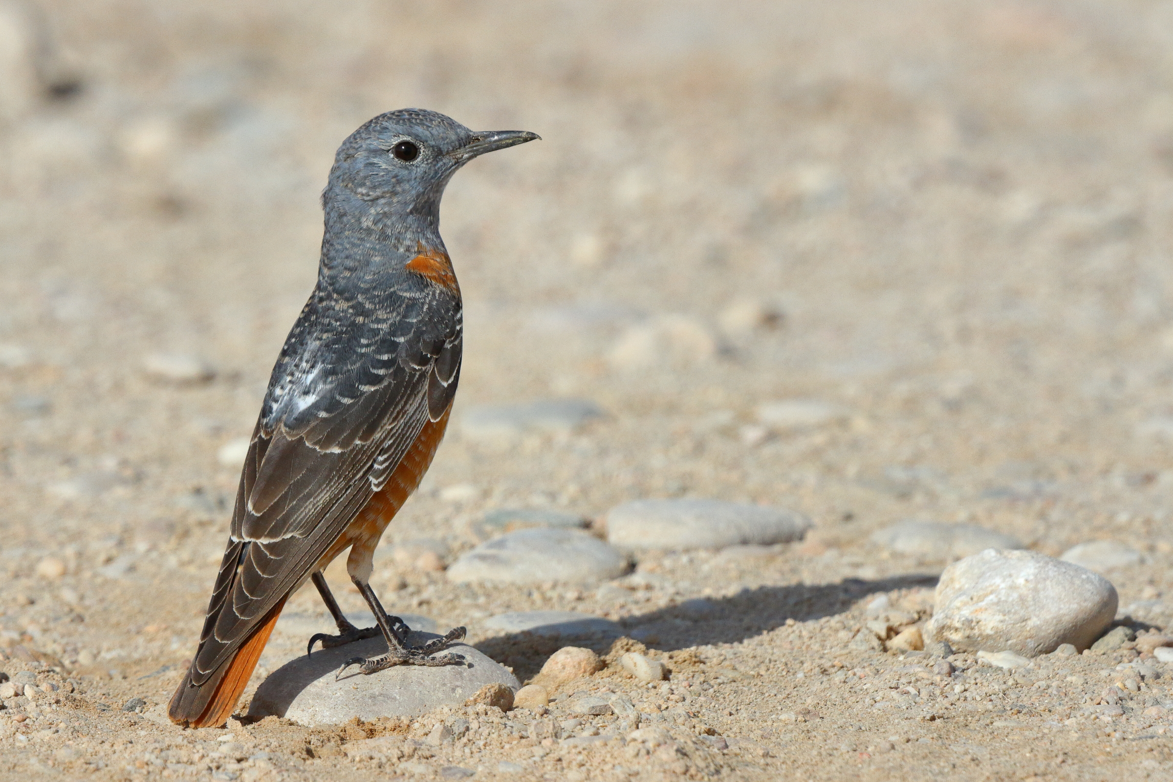 Rufous-tailed Rock Thrush. Qatar, 17 March 2013 © Neil G. Morris.